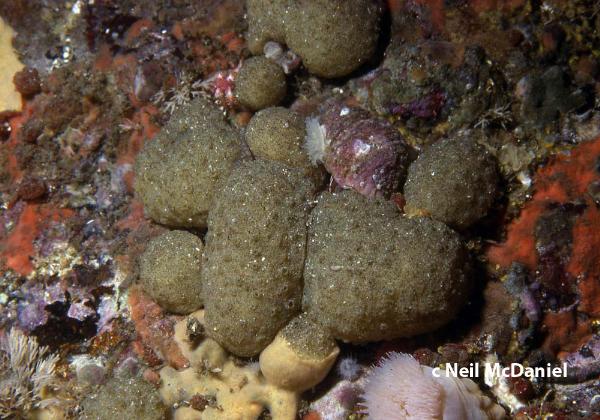 Photo of Eudistoma psammion by <a href="http://www.seastarsofthepacificnorthwest.info/">Neil McDaniel</a>